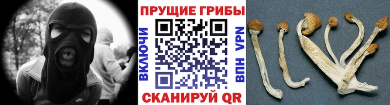 Купить закладки  Володарск  Псилоцибиновые грибы мицелий 